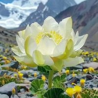 臺灣俱樂部