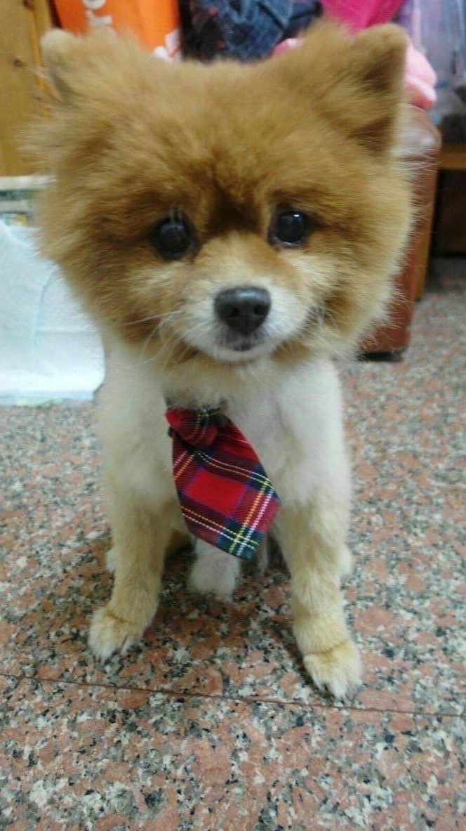 狗狗走失拾獲協尋