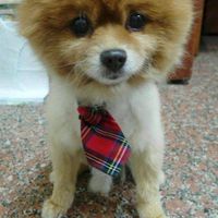 狗狗走失拾獲協尋