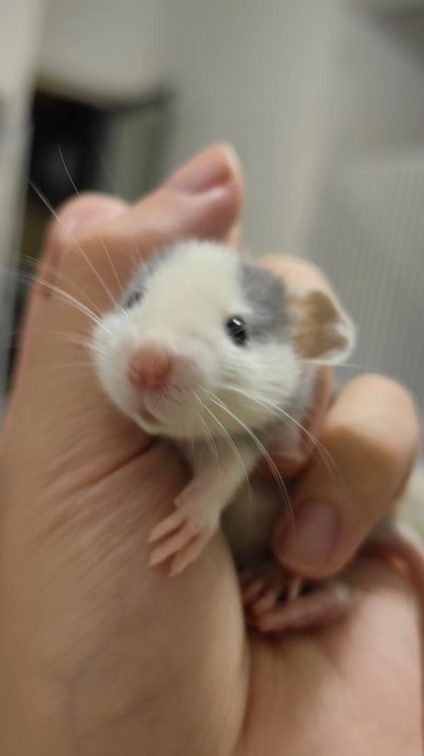 鼠疫來了🐭愛心主人招募中🐾