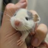 鼠疫來了🐭愛心主人招募中🐾