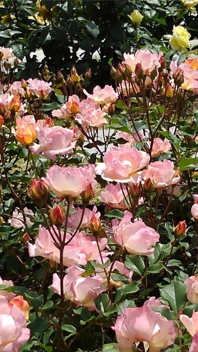 お花セール情報(306)