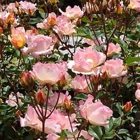 お花セール情報(306)