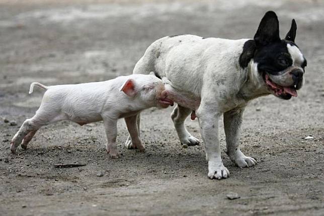 babi menyusu anjing di China pada 2007