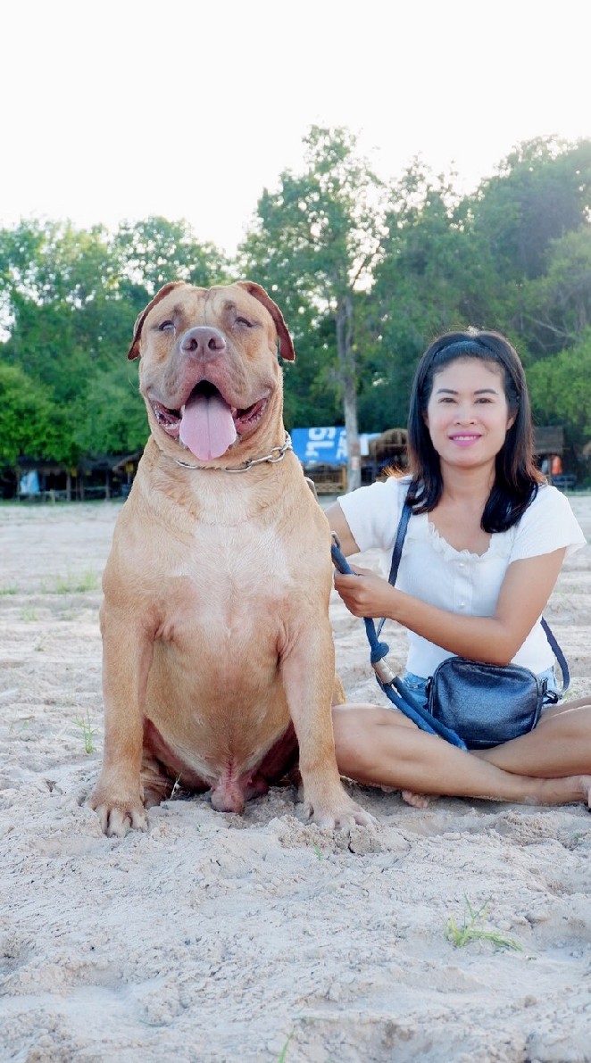 N&N Pitbull & Banbog Farm
