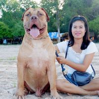 N&N Pitbull & Banbog Farm