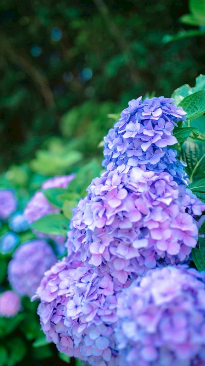 💐関西、50代・60代シングルの会💐