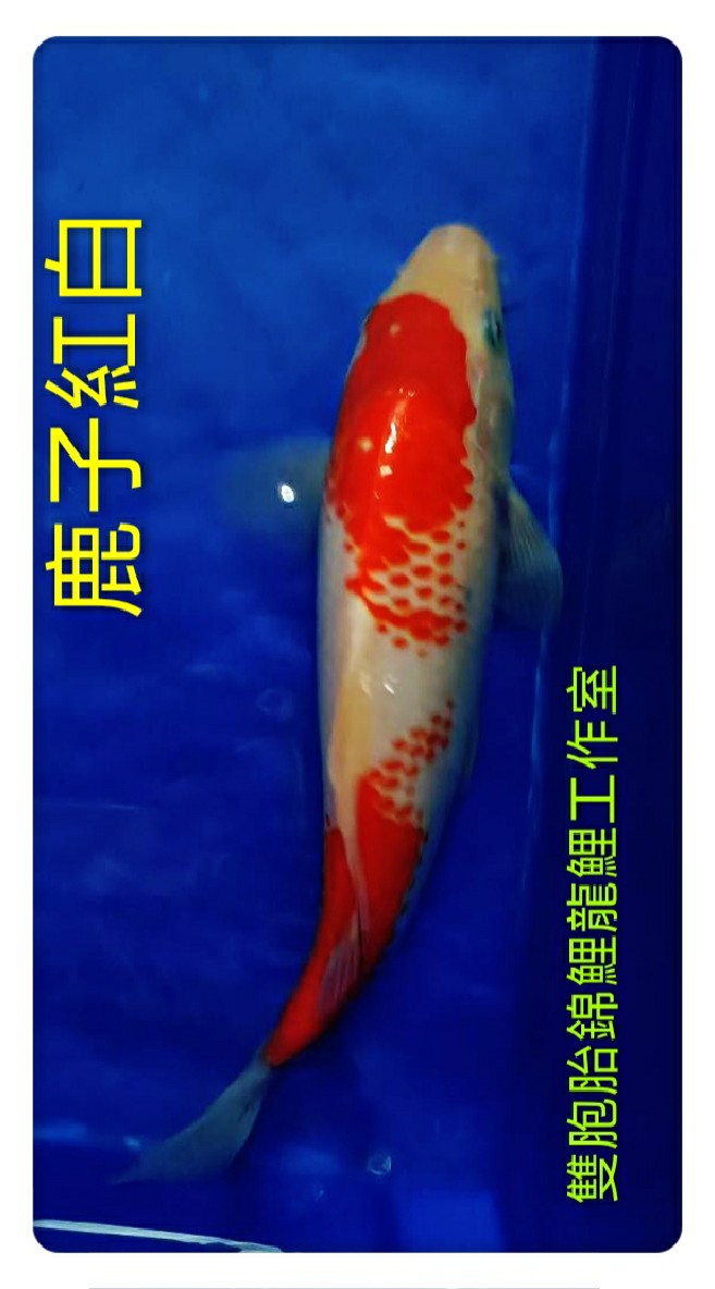 雙胞胎錦鯉龍鯉交流區