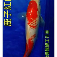 雙胞胎錦鯉龍鯉交流區