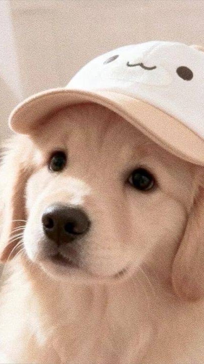 苡瑈Zoe ʕ •ᴥ•ʔ