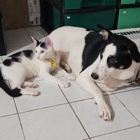 ลายวัว family