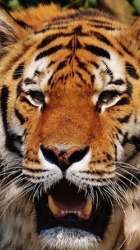 國際抖音🐯虎爺家族🐯所有成員