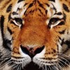 國際抖音🐯虎爺家族🐯所有成員
