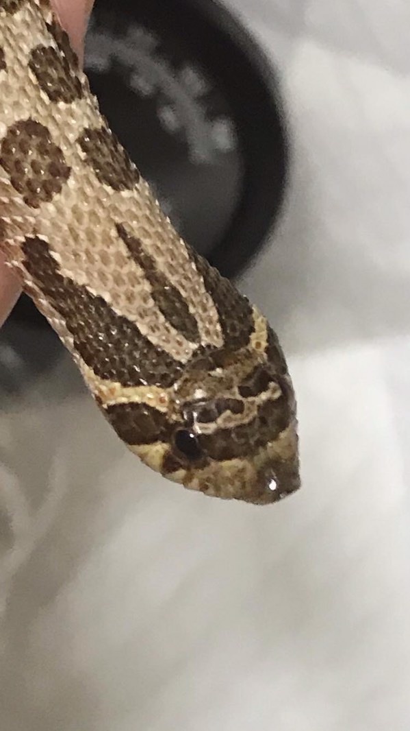 シシバナ