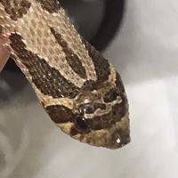シシバナ
