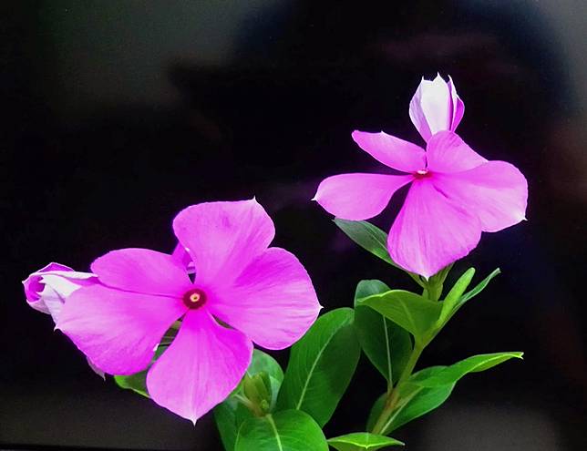 巷弄間常見的植物 日日春 是提煉抗癌藥物的原料 科技新報 Line Today