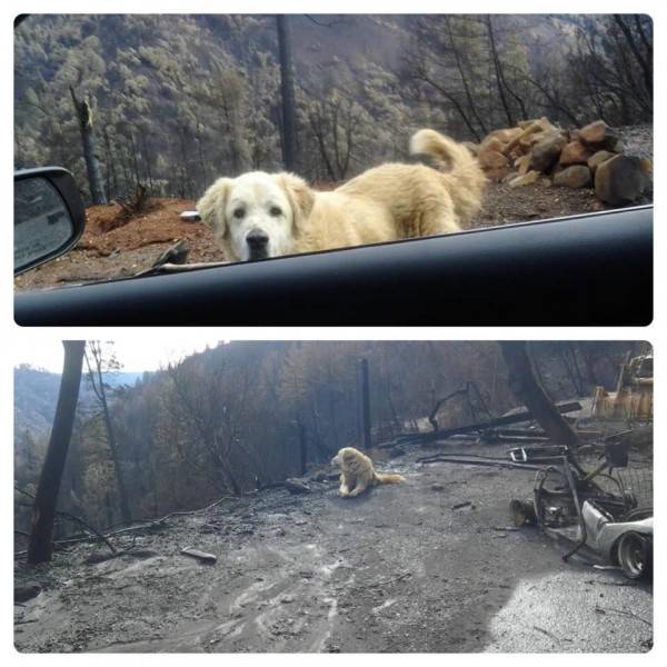 Anjing Ini Setia Jaga Puing Puing Rumahnya Pasca Kebakaran California