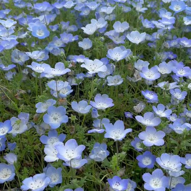 実際訪問したユーザーが直接撮影して投稿した長居公園植物園 / 樹木園長居植物園の写真