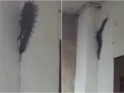 Viral Kelabang Raksasa Merayap di Dinding Toilet, Simak Videonya Berikut