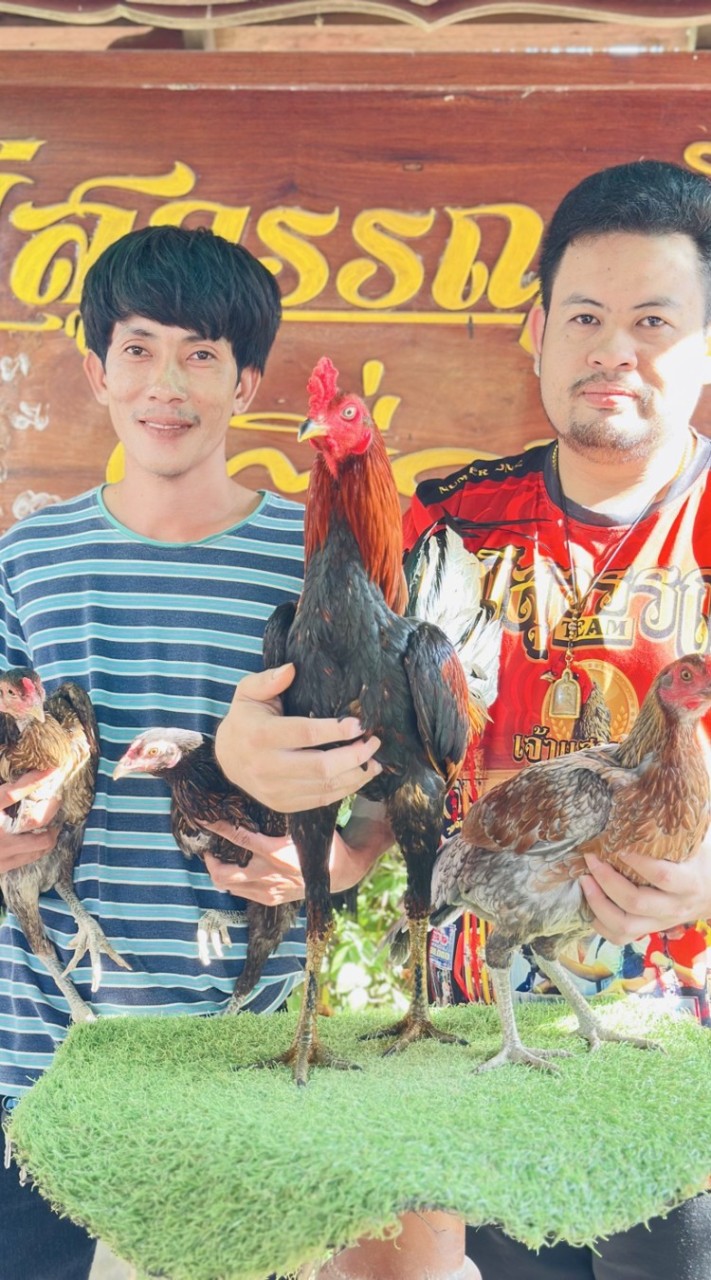 ซุ้ม ม.เจริญ สายเลือด ส มีสุวรรณ100%