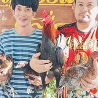 ซุ้ม ม.เจริญ สายเลือด ส มีสุวรรณ100%
