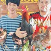 ซุ้ม ม.เจริญ สายเลือด ส มีสุวรรณ100%