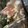 云海蝴蝶鯉x龍鯉x錦鯉直購群