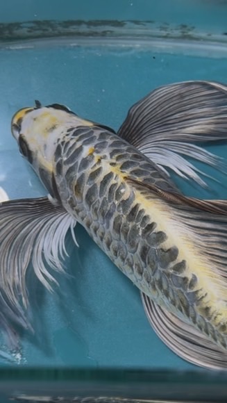 云海蝴蝶鯉x龍鯉x錦鯉直購群