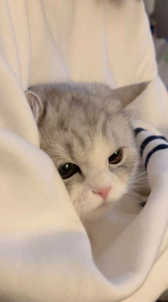 ปิ๊งป่อง