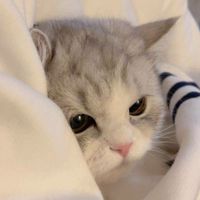 ปิ๊งป่อง
