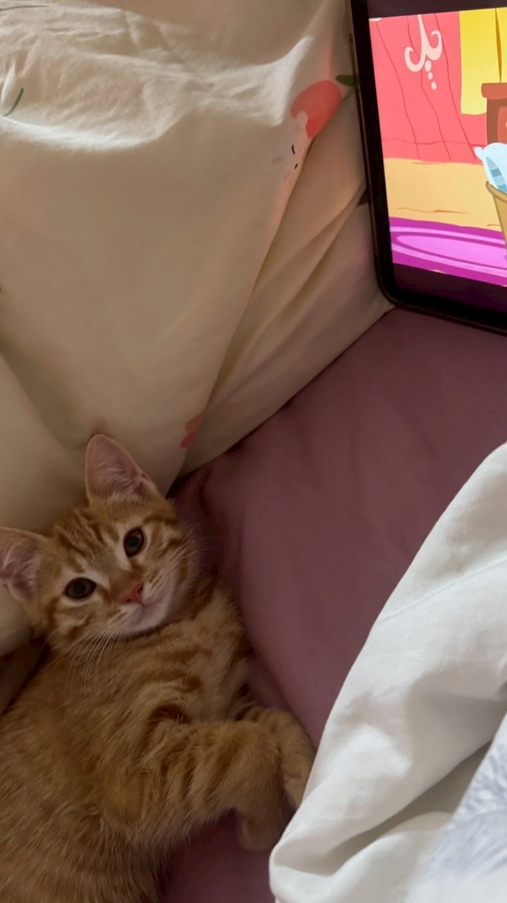 รับหิ้วรอบทั่วอณาจักร (nephoney)