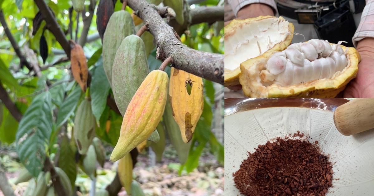 屏東景點推薦「可可園區」！純白教堂、可可市集好玩又好拍，還能體驗當一日可可農！-5