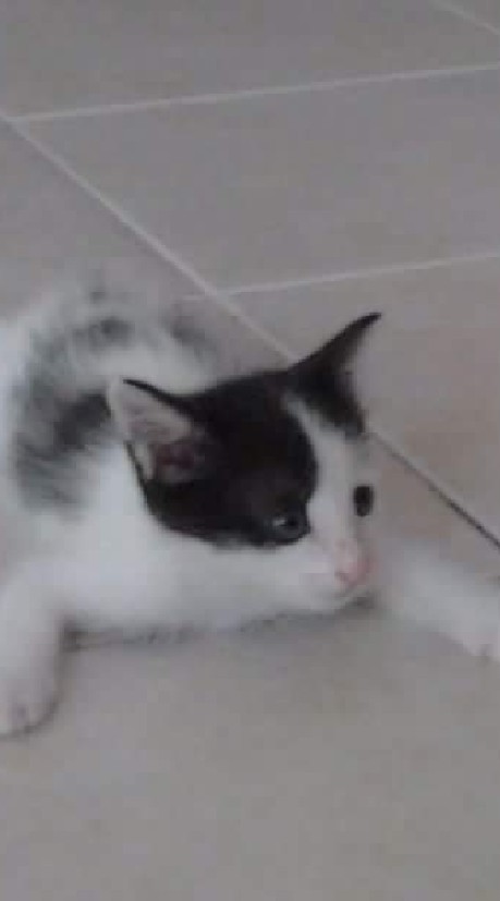 ห้องคนอวดแมว🐱