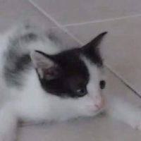 ห้องคนอวดแมว🐱