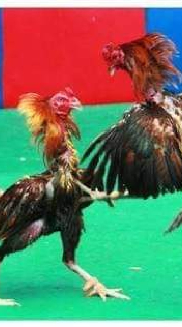 รวมพลคนรักไก่ชน