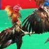รวมพลคนรักไก่ชน