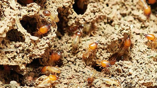 10 Arti Mimpi Rayap Anda Harus Berhati Hati Bola Com Line Today