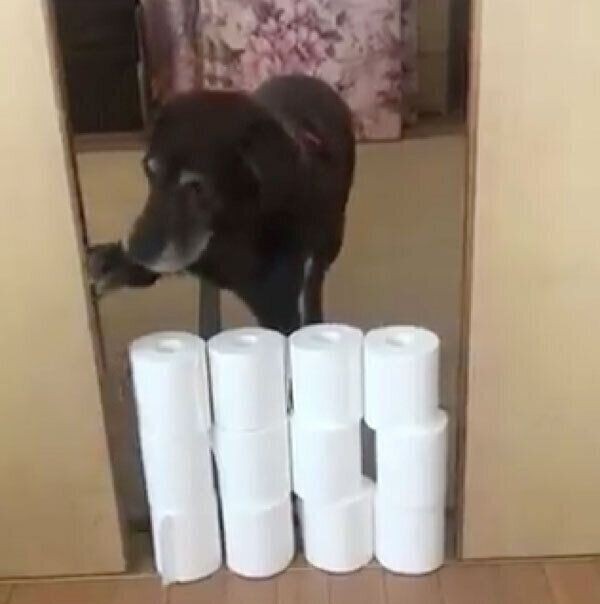 トイレットペーパー超えに挑戦したシニア犬