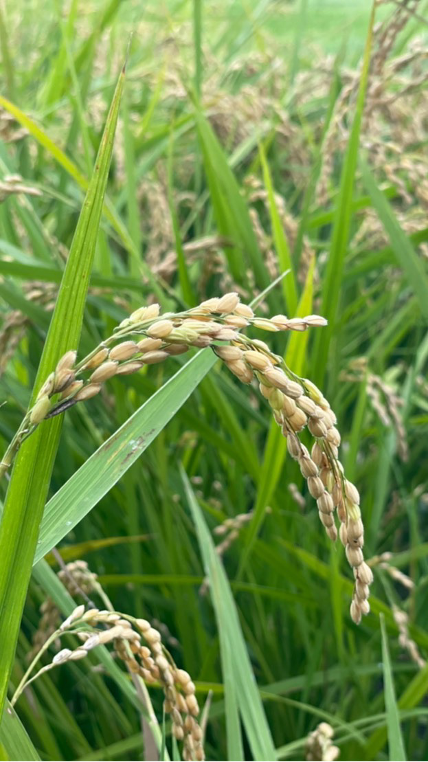 田中央友善種植聚落