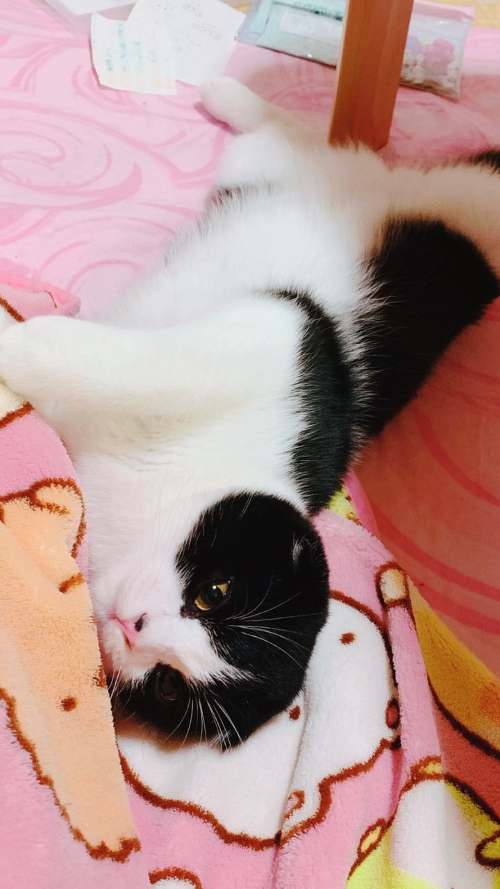 OpenChat 猫好きの輪🐈