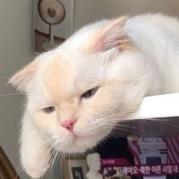 แมวเป็นของเหลว