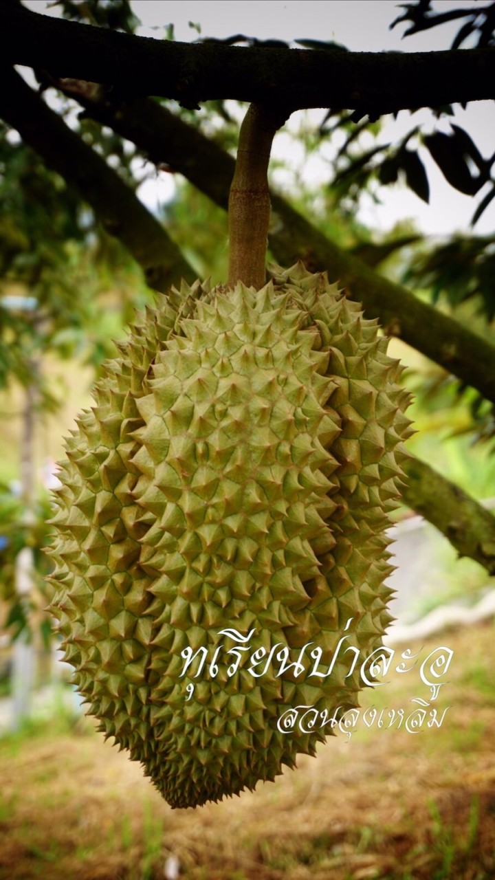 ทุเรียนป่าละอู สวนลุงเหลิม
