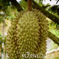 ทุเรียนป่าละอู สวนลุงเหลิม