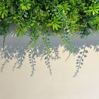 把生活拍成畫-手機攝影