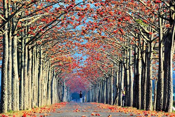 全台最美花海大道 火紅木棉花季夢幻登場 景點家 Line Today