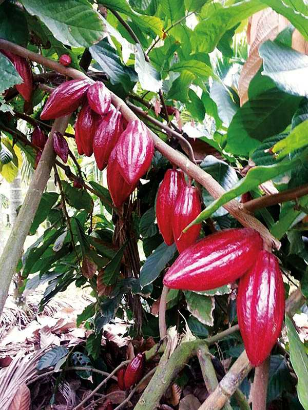 可可樹果：可可果依熟度由綠轉紅，紅果一年兩收。（圖／TC巧鋪）