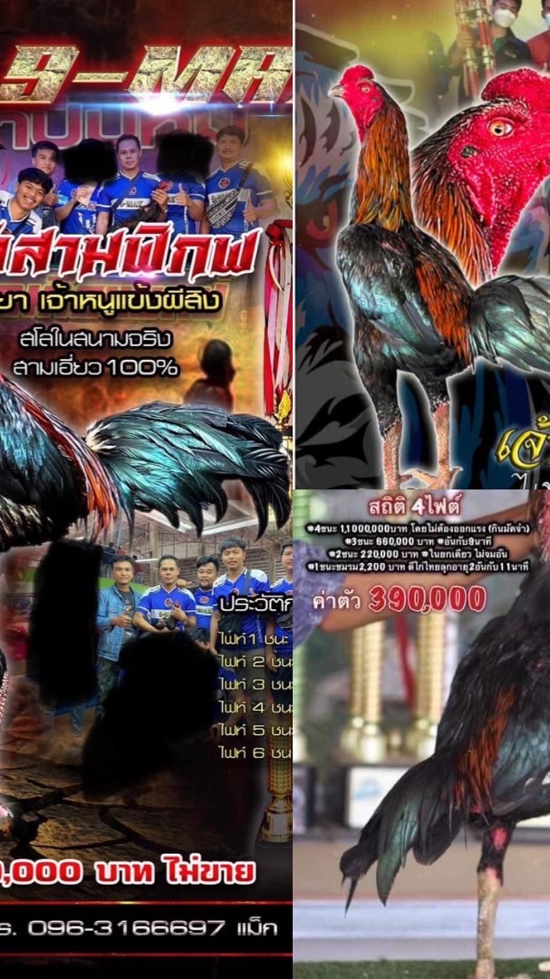 ไก่เชิงพัฒนา/พม่าลีลา ซุ้ม 9-Max ฟาร์ม