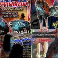 ไก่เชิงพัฒนา/พม่าลีลา ซุ้ม 9-Max ฟาร์ม