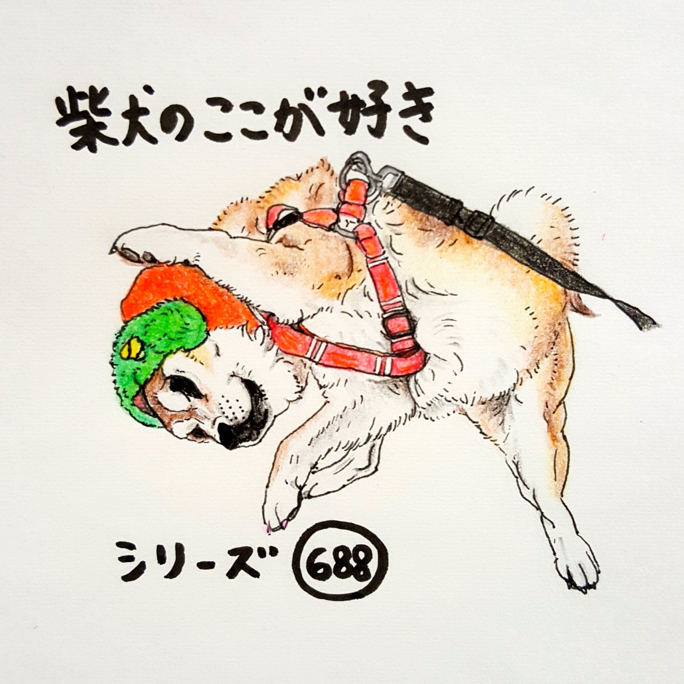 柴犬あるある かぶりものを全力拒否する