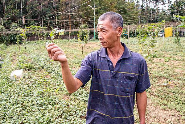 【日月潭一日遊】南投頭社活盆地農村美食餐桌與休閒農場-體驗不一樣的在地食材美味佳餚與獨特河道獨木舟體驗